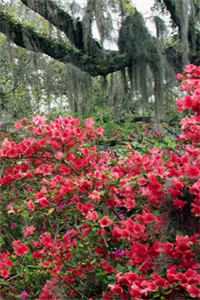 总裁别想和好了，前夫人已经再婚在线阅读