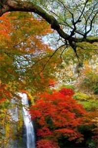 再见，格桑花海爽文